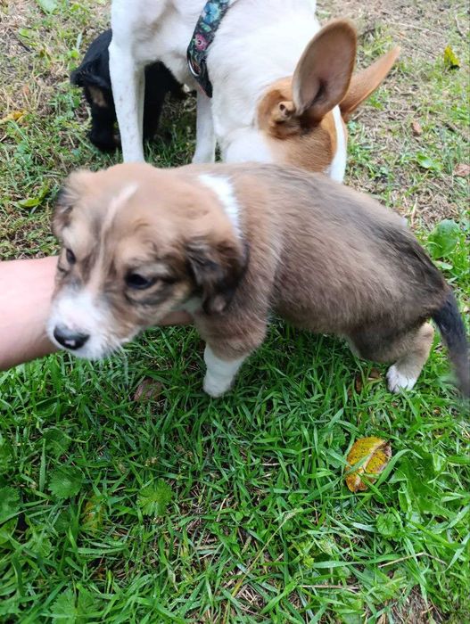 Віддам цуценят в добрі люблячі руки.