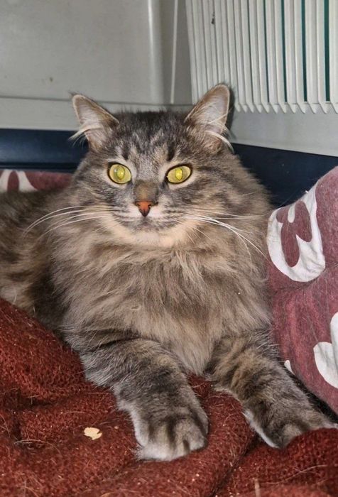 Харьков! Отдаётся ответственным хозяевам