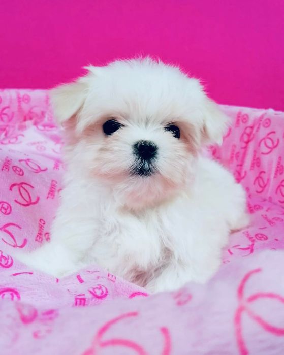 Maltańczyk suczka z rodowodem Maltańczyki