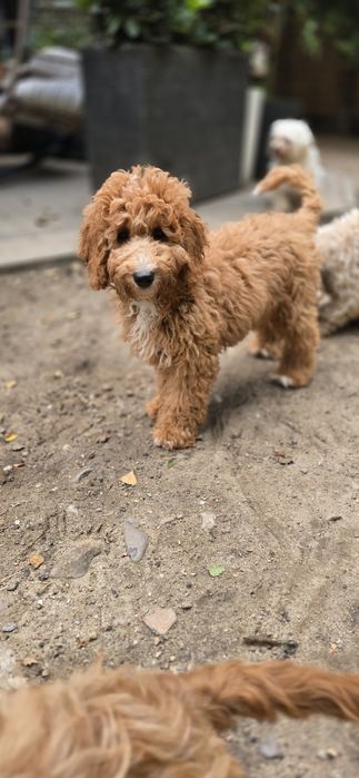 Cockapoo/ dziewczynka