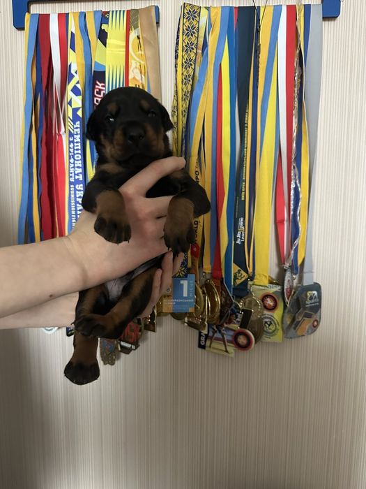 Неймовірні добермани КСУ/FCI