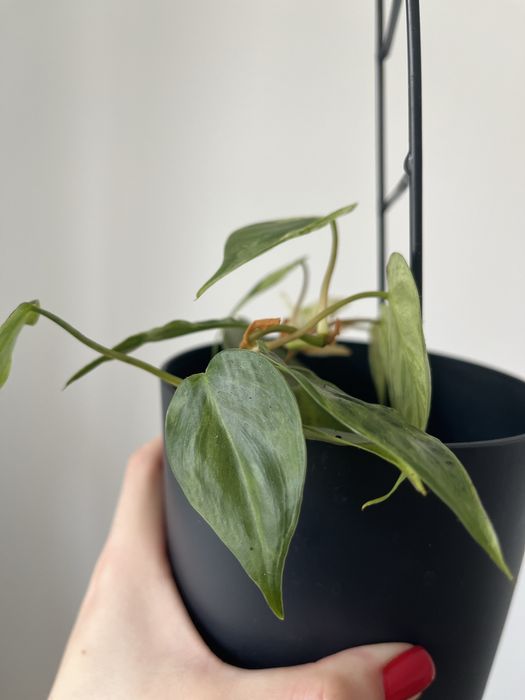 philodendron hederaceum variegata okaz