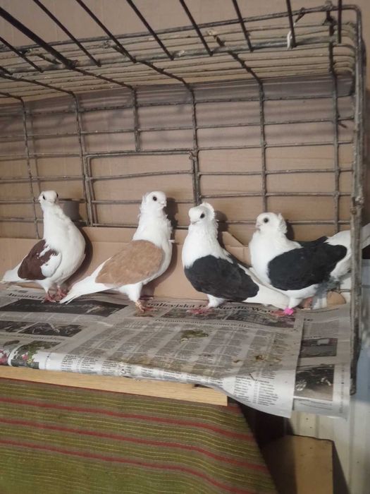 Mewka/Mewki: PARA i SAMIEC (160 zł/para, 70 zł/samiec)