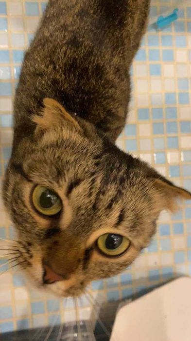 Знайшлася кицюня з рожевим ошийником на парковці по Бажана 26