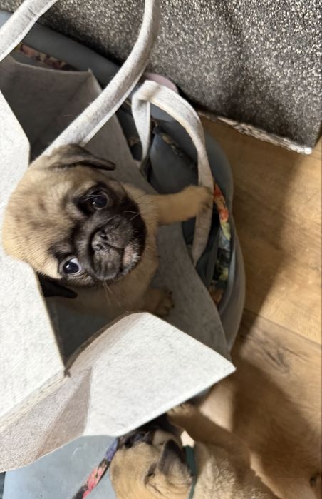 Mops Mopsik Mops