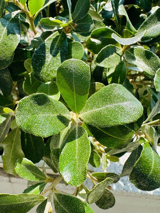 Bonsai Eleagnus Umbelatum, 24 anos do Japão