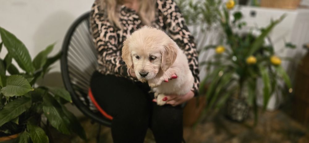 Golden retriever szczeniak