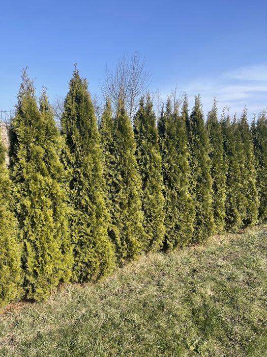 Туя смарагд