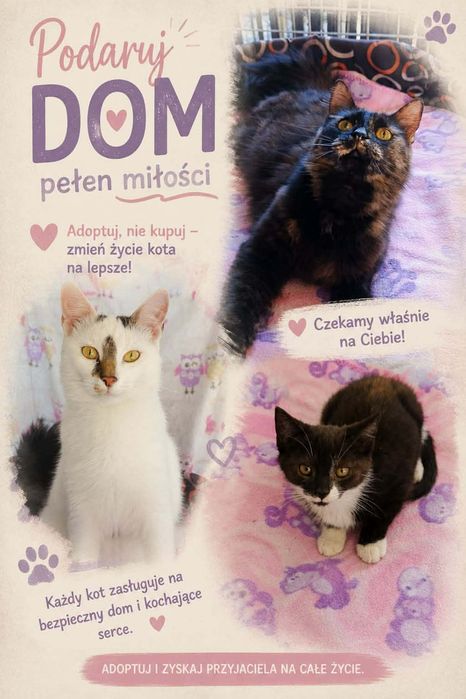 Kot szuka domu, adopcja kotów, koty do oddania