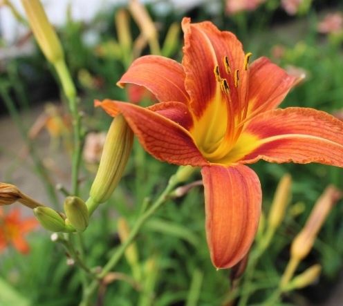 Liliowce 5szt  nadwyżki z mojego ogrodu