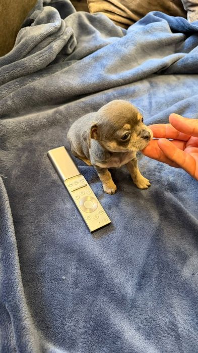 Chihuahua top top