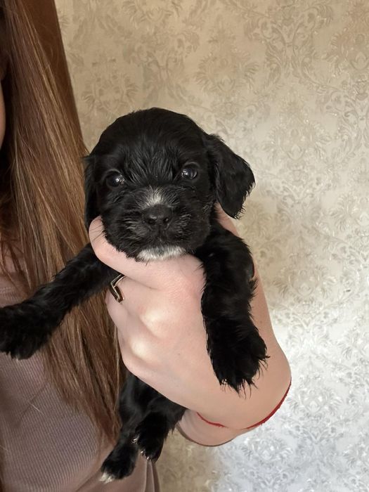 Англійський кокер спаніель