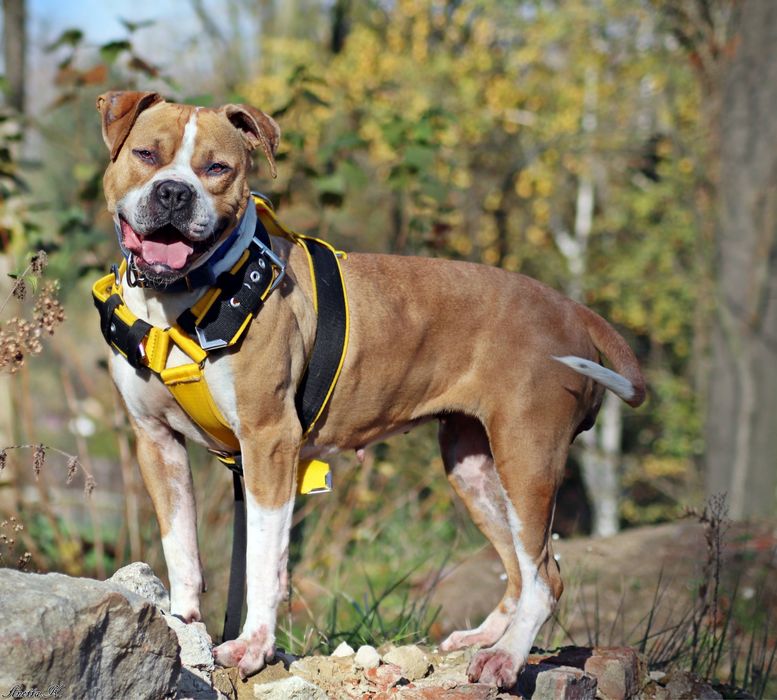 Ginger- kochany pitbull po przejsciach czeka na dom