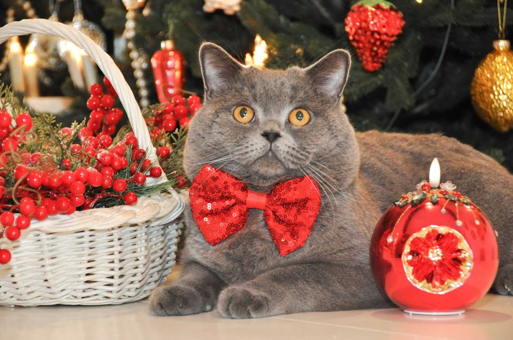 Одесса Вязка клубный шотландский прямоухий кот не британский