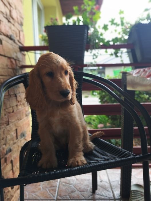 Piękny piesek Cocker spaniel