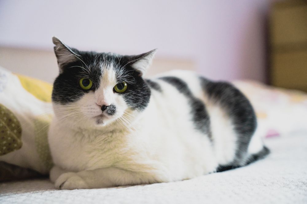 Ok. 4 letnia oaza spokoju - kotka Mania pilnie szuka kochającego domu!