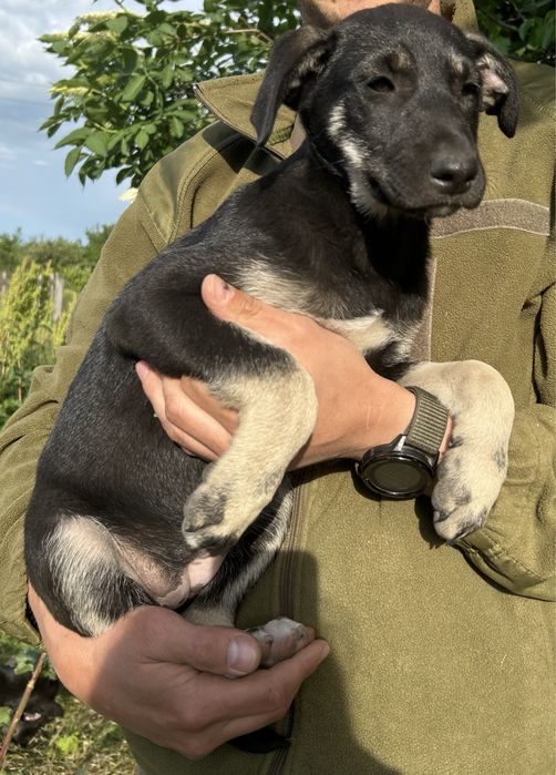 Цуценя 2,5 місяці. Дівчинка