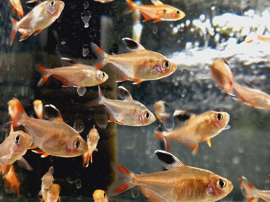 Bystrzyk ryba akwariowa