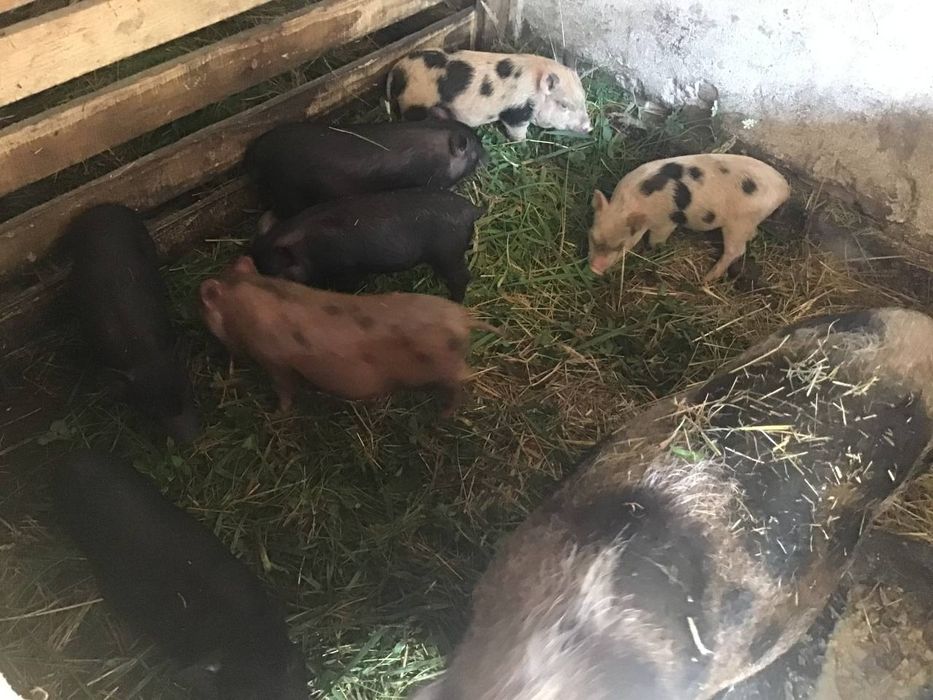 Продам в'єтнамські свинки