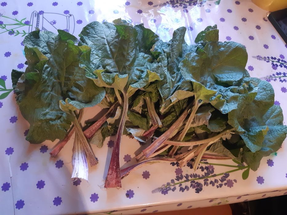 Продам свежезамороженный сок лопуха апрельский