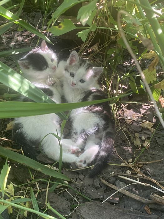 Вітдам кошенят у добрі руки