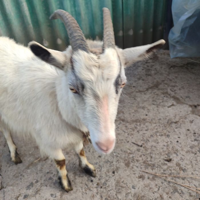 кози та козенята