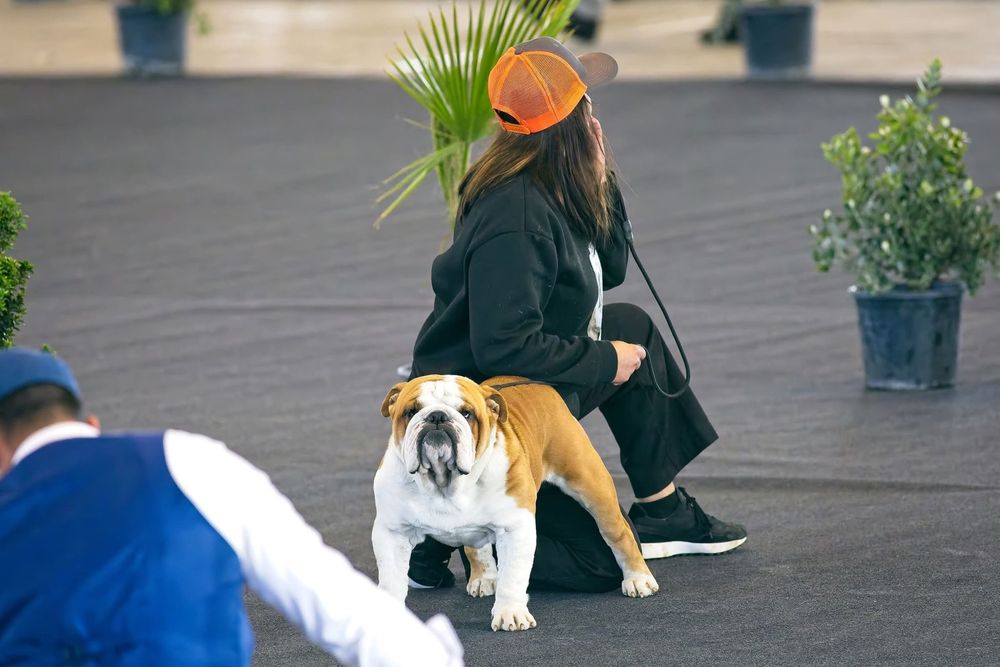 Bulldog Ingles c/Lop