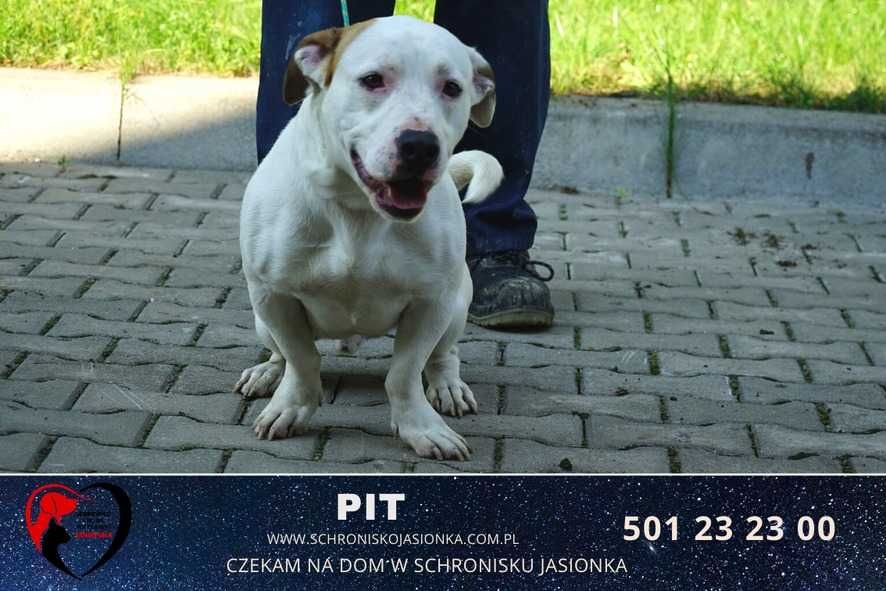 PIT do adopcji Schronisko Jasionka