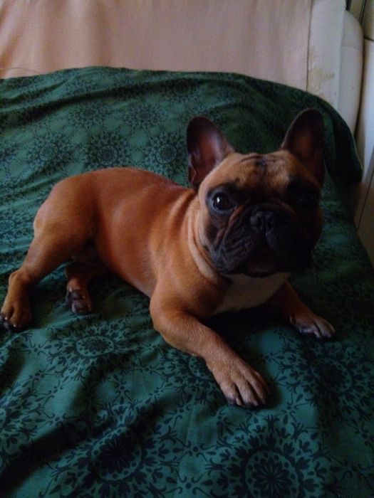 Французький Бульдог хлопчик з родоводом