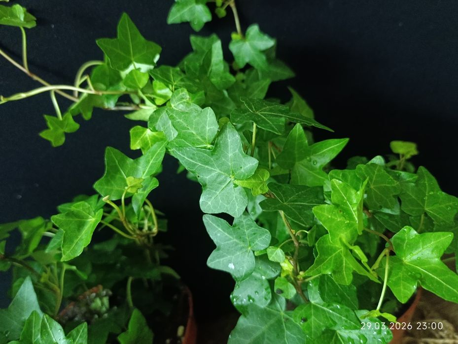 хедера-плющ кімнатний.