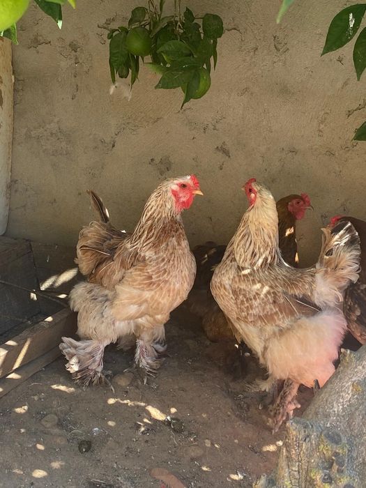 Pintos de raça BRAHMA
