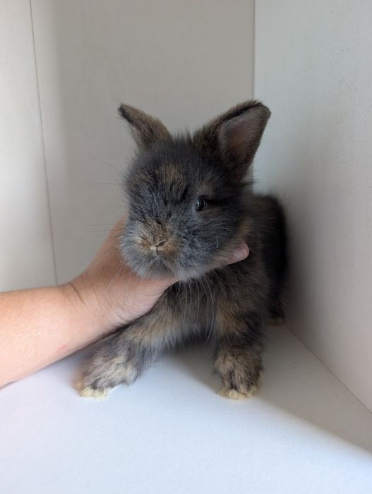Królik karzełek, mini lop, miniaturka