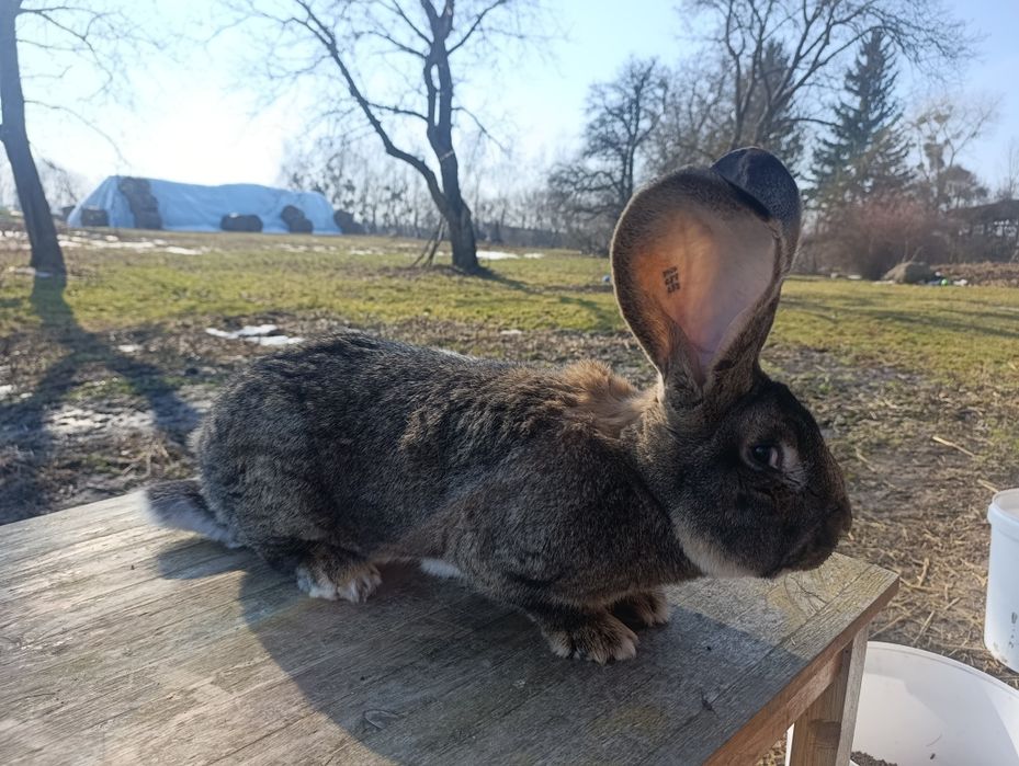 Belgijski olbrzym samiec BOS