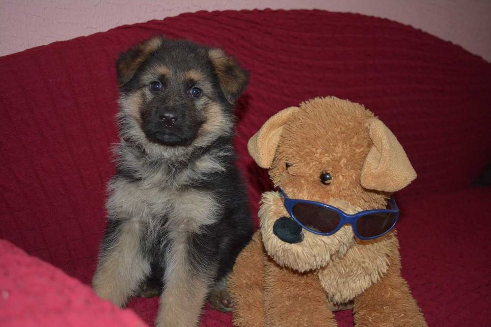 Продаються цуценята німецької вівчарки