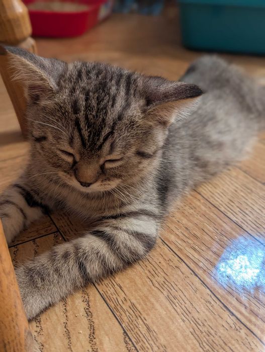 Шотландске кошеня 3 місяця