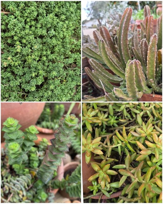 Suculentas várias