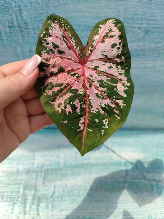 Каладіум, різні сорти