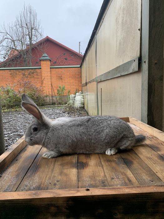 Продам  кролі