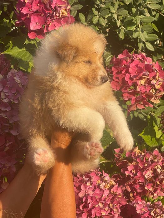 Rough collie macho