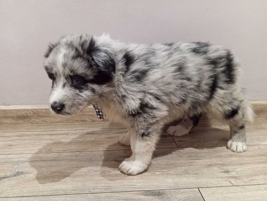 Border Collie z rodowodem