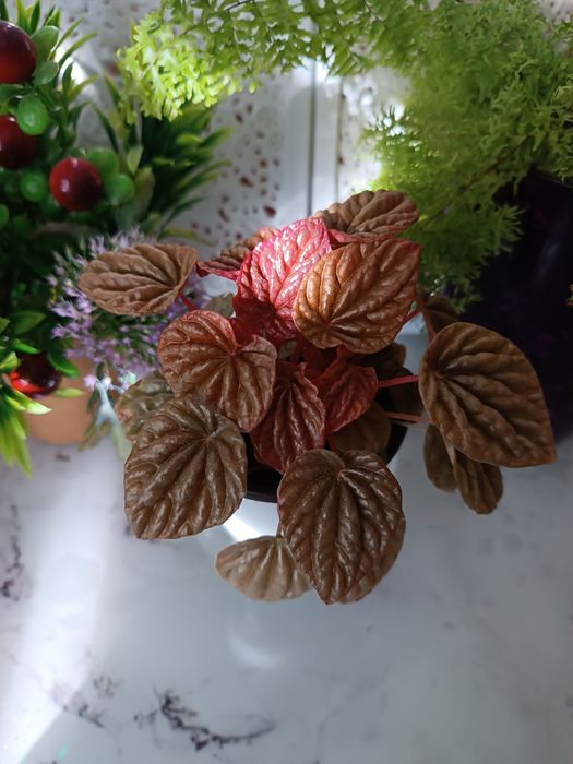 Продам набір діток пеперомій