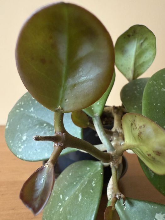 Hoya hoja obovata aktywnie rosnąca