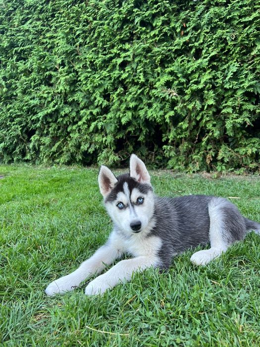 Siberian Husky - szczeniaki