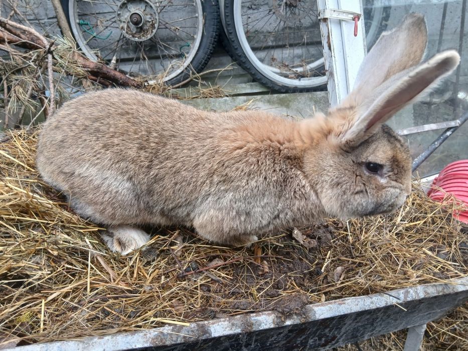 Króliki,  króle, samce,  młode