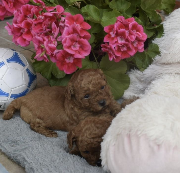 Maltipoo piękna ruda panna