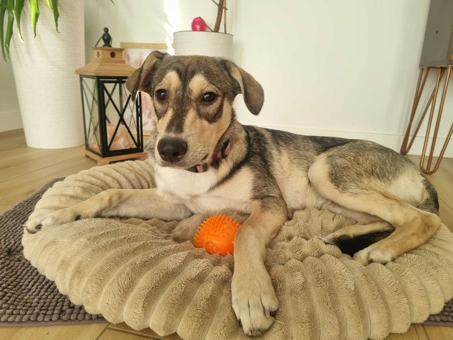 Półroczny Silver poleca się do adopcji