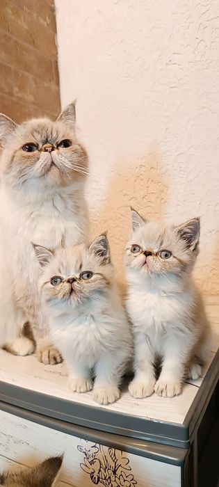 Котики шукають родину