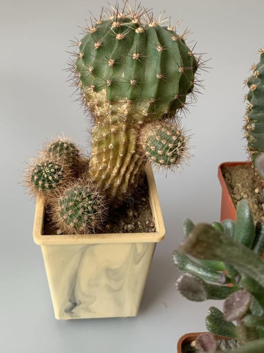 кактуси в подарунок