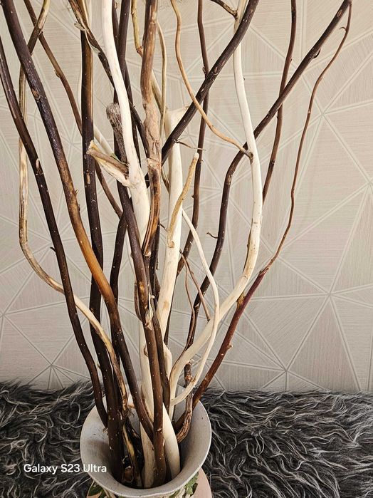 гілки верби  матсудана