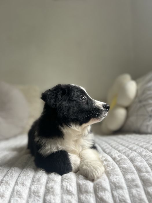 Border collie z rodowodem gotowe do odbioru